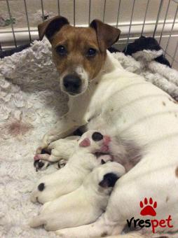 Ράτσα: Τζακ Ράσελ Τεριέ - Jack Russell Terrier | Ηλικία: 3 μηνών | Φύλο: Θηλυκό | Αρ. Microchip: 9851135539070055 | Ιδιώτης | Εκπαιδευμένο | Pedigree | Περιοχή: Αθήνα, Αττική